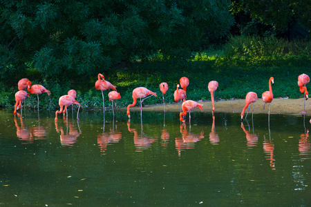 粉红色的火烈鸟动物园