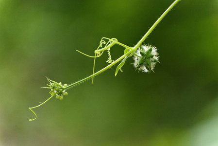 植物花卉