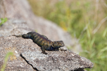花岗岩刺蜥图片