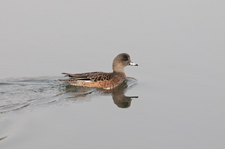 美国 wigeon hawrelak 公园里有一个池塘游泳