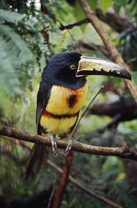 领的 aracari pteroglossus torquatus 在伯利兹的树枝上