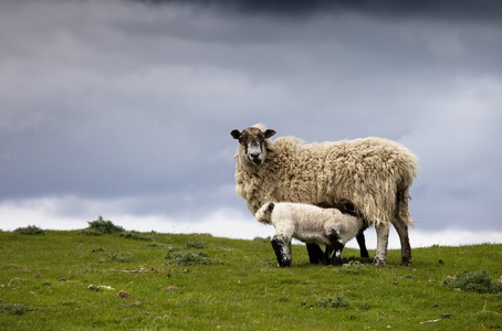 英国诺森伯兰羊