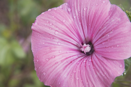 露水打湿粉红色的牵牛花，加拿大卡尔加里，艾伯塔省的特写镜头