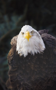 秃头鹰，明尼苏达州，美国的肖像