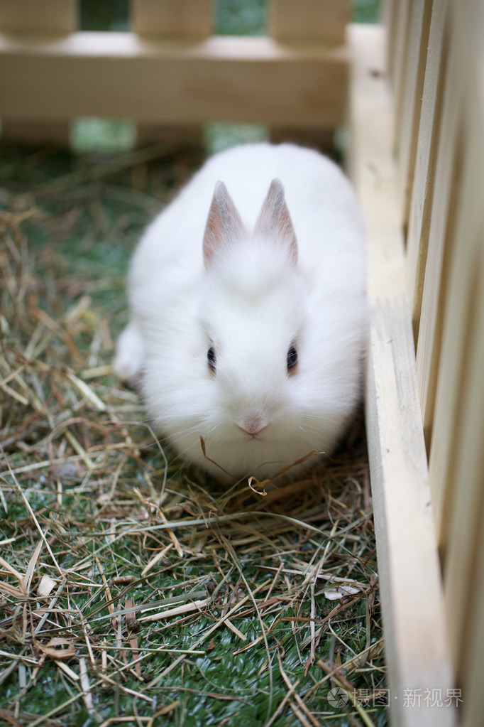 小兔子照片-正版商用图片1d8vr8-摄图新视界