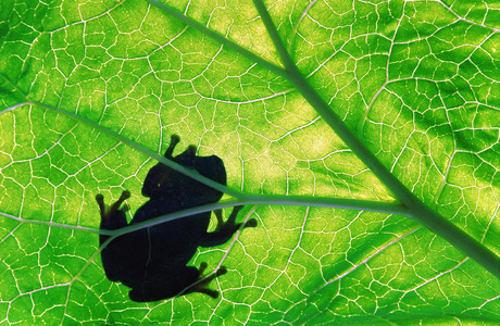 小青蛙在绿叶上