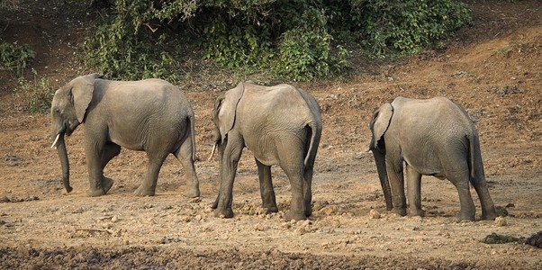 非洲大象，装入肯尼亚，肯尼亚，三只大象走在行