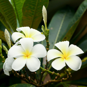 白色和黄色素馨花