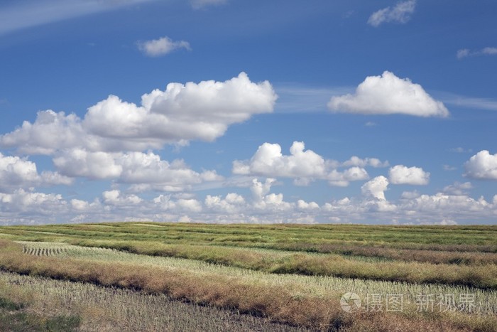 割的油菜田中与蓝色的天空和云