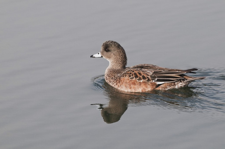 美国 wigeon hawrelak 公园里有一个池塘游泳