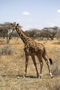 长颈鹿桑布鲁国家储备，肯尼亚，非洲