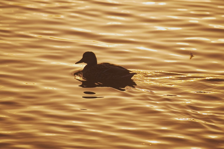鸭在日落时的剪影