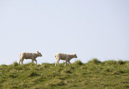 羊的牧场