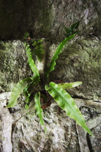 植物生长成岩