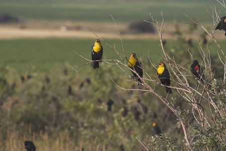 三个黄色头巾黑鸟 chrysomus icterocephalus 灌木枝上