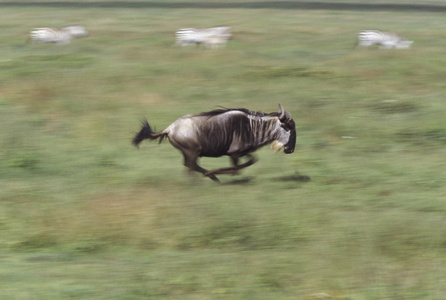 赛车穿过田野，塞伦盖蒂国家公园，坦桑尼亚，非洲的羚羊
