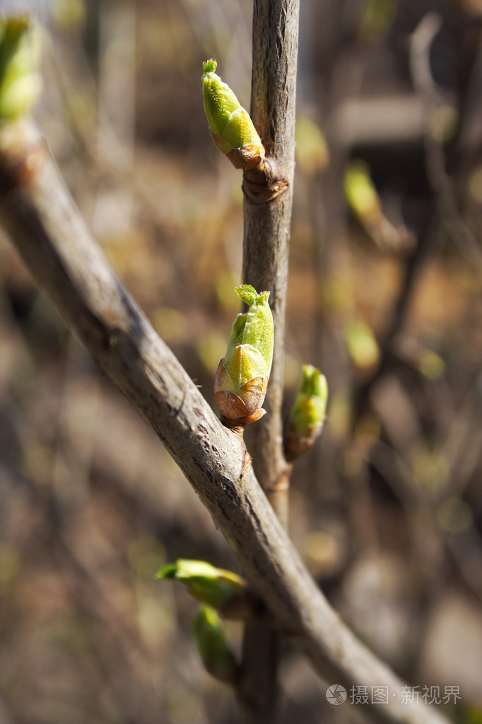 在春天的季节分支上的绿色新芽