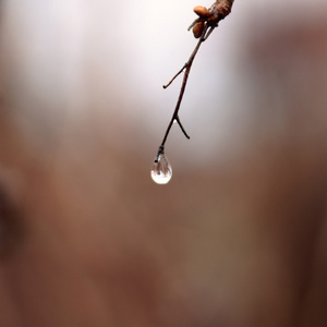 branches.nature 的背景上的雨滴