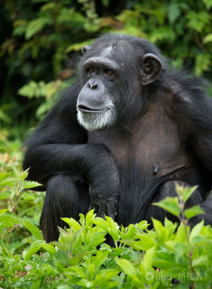 *4475px发票合同问题/野生动物动物哺乳动物黑猩猩灵长类动物丛林查