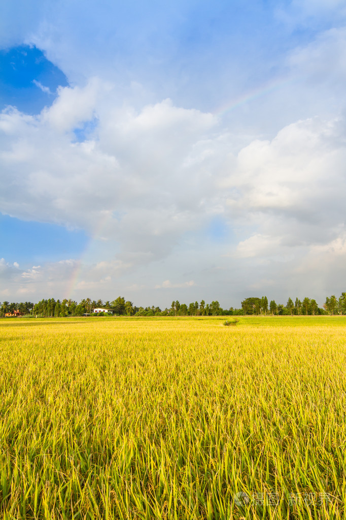 稻田美丽的天空和背景中的彩虹照片-正版商用图片1d91jt-摄图新视界