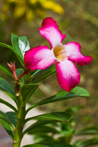 沙漠玫瑰花卉