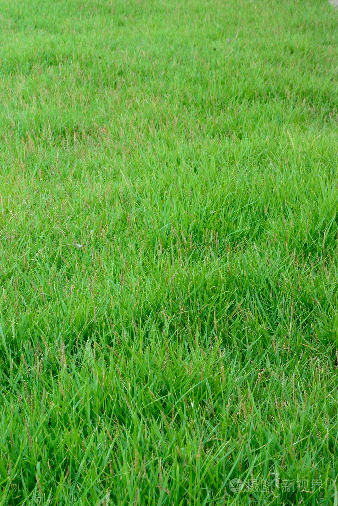 绿草背景