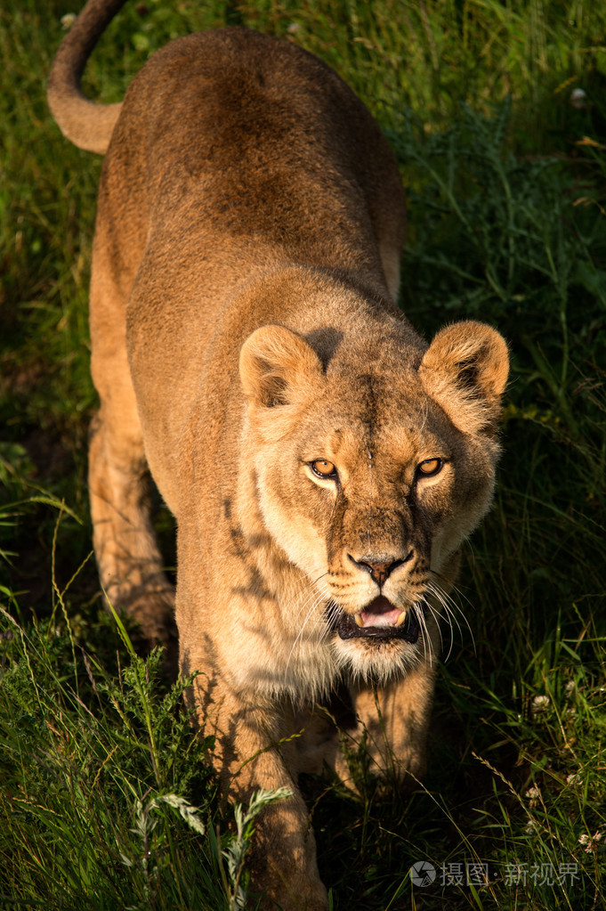 母狮跟踪通过草
