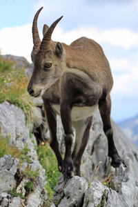 野生高山 ibexsteinbock 肖像