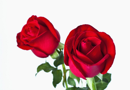 美丽的红玫瑰在白色背景上