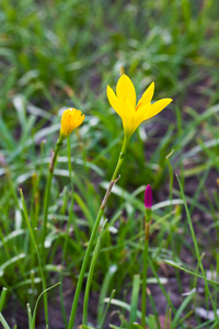 美丽的黄雨百合花卉图片