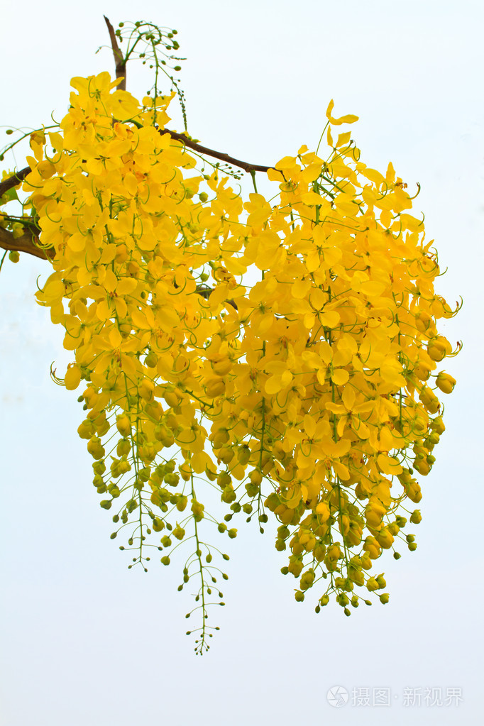 在白色背景上的金色淋浴花