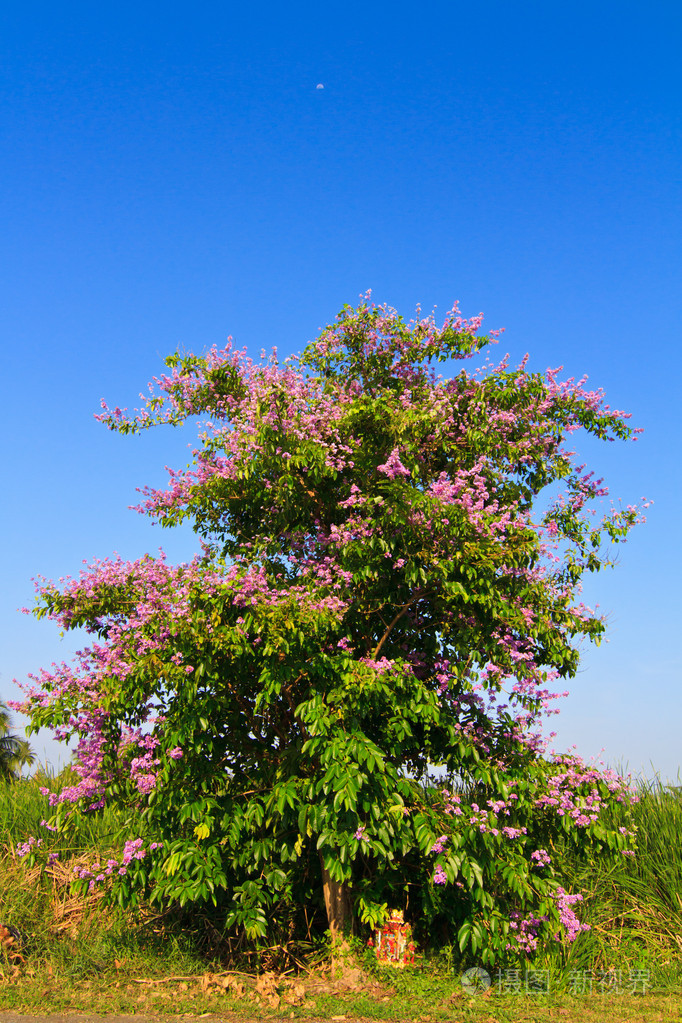大叶紫薇丰花树和蓝蓝的天空背景上的花