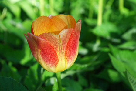 郁金香花