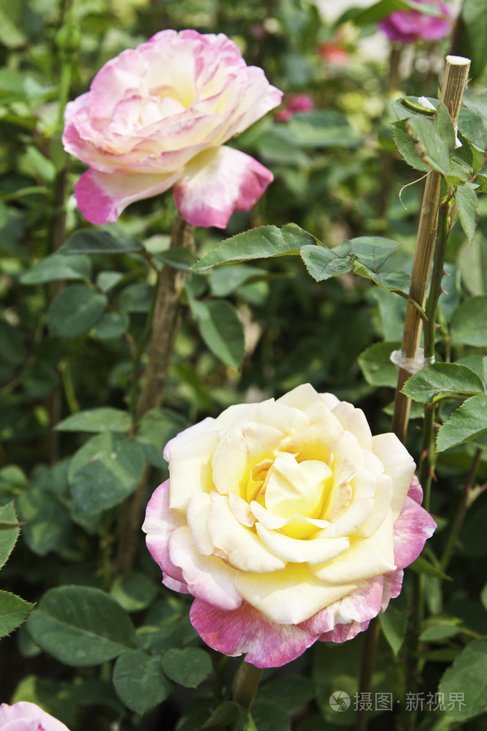 在花园的树上美丽的三色玫瑰