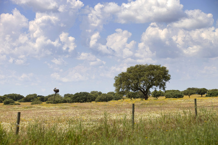 alentejo 农场