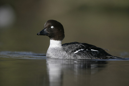 黄金眼，bucephala clangula