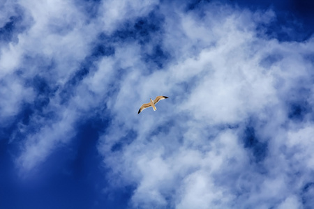海鸥飞越蓝天，白云