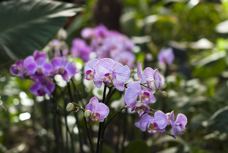 白色与紫色兰花花