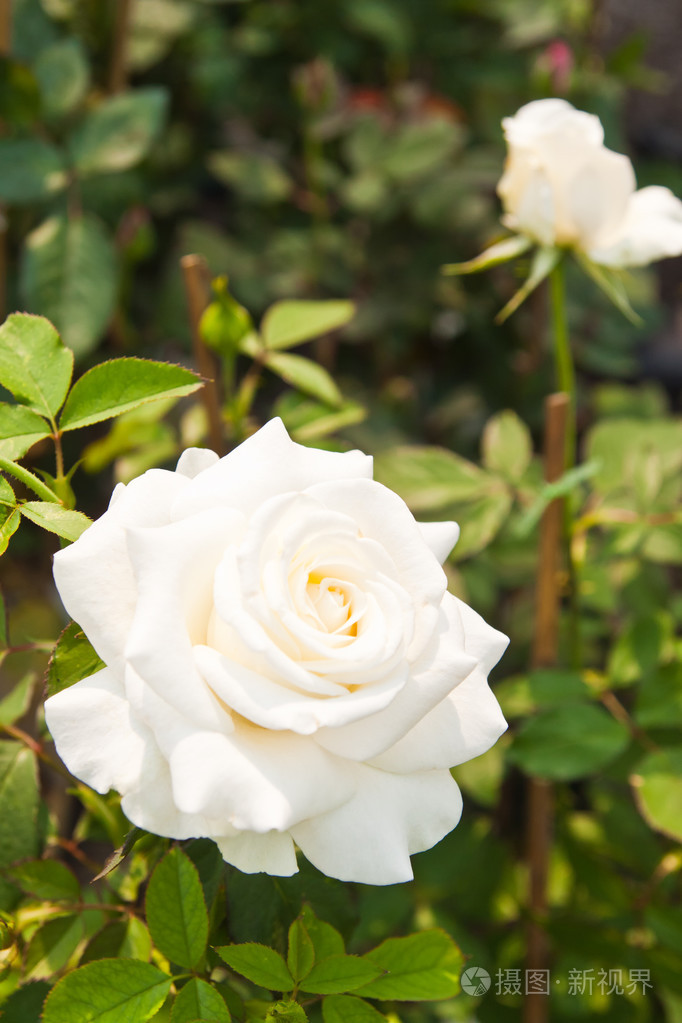 树上美丽的白玫瑰