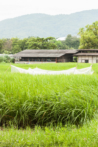 作物田间和大山前棚