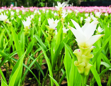 泰国暹罗郁金香花的领域