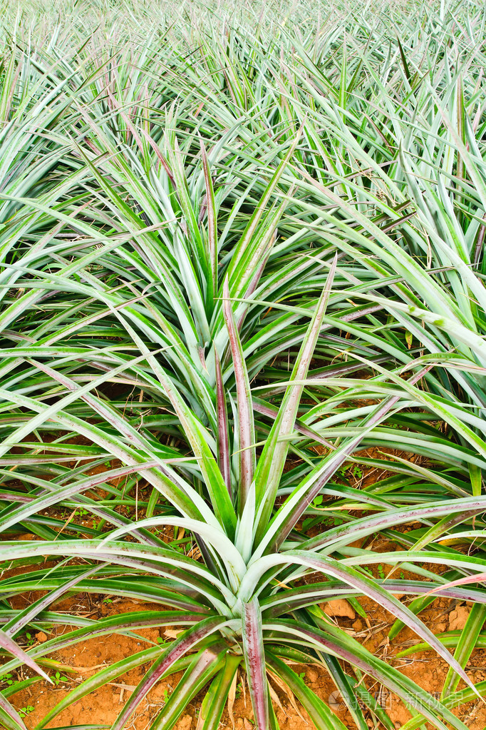 年轻的菠萝树在植物地理位置了