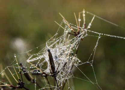 露水在蜘蛛网上