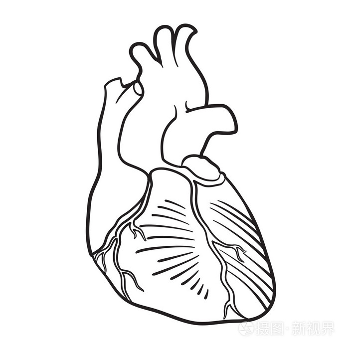 人的心脏插画-正版商用图片1d9a2k-摄图新视界