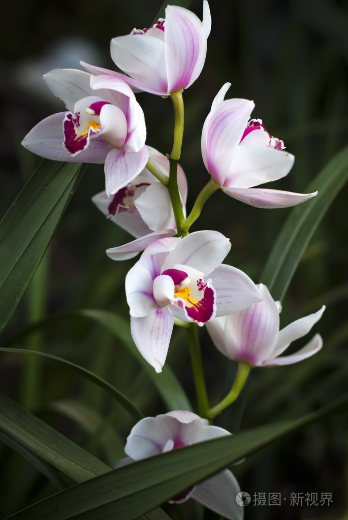 白色与紫色兰花花