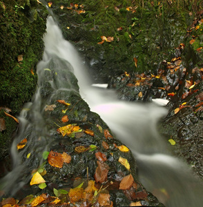 雨后的水充分的小瀑布。多彩的树叶从槭树和野樱桃铺设在湿的玄武岩的岩石。石头和多彩的秋天树叶