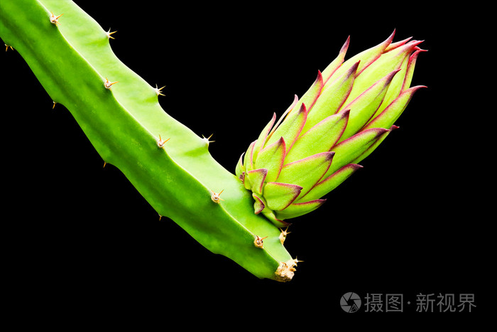 火龙果芽孤立与clipp的黑色背景上的树上