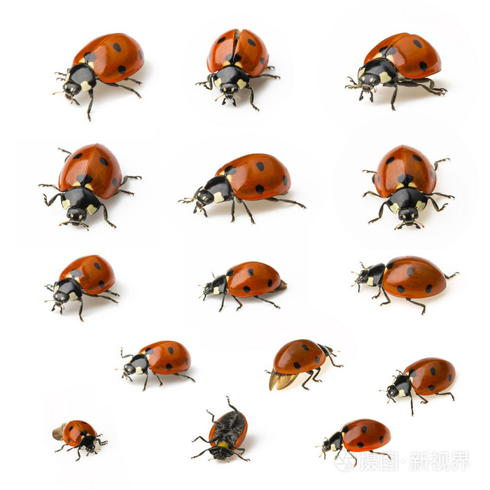 红瓢虫集的集合发现昆虫生物学清迈的幸运符春夏季宏动物学照片 正版商用图片1d9bz6 摄图新视界