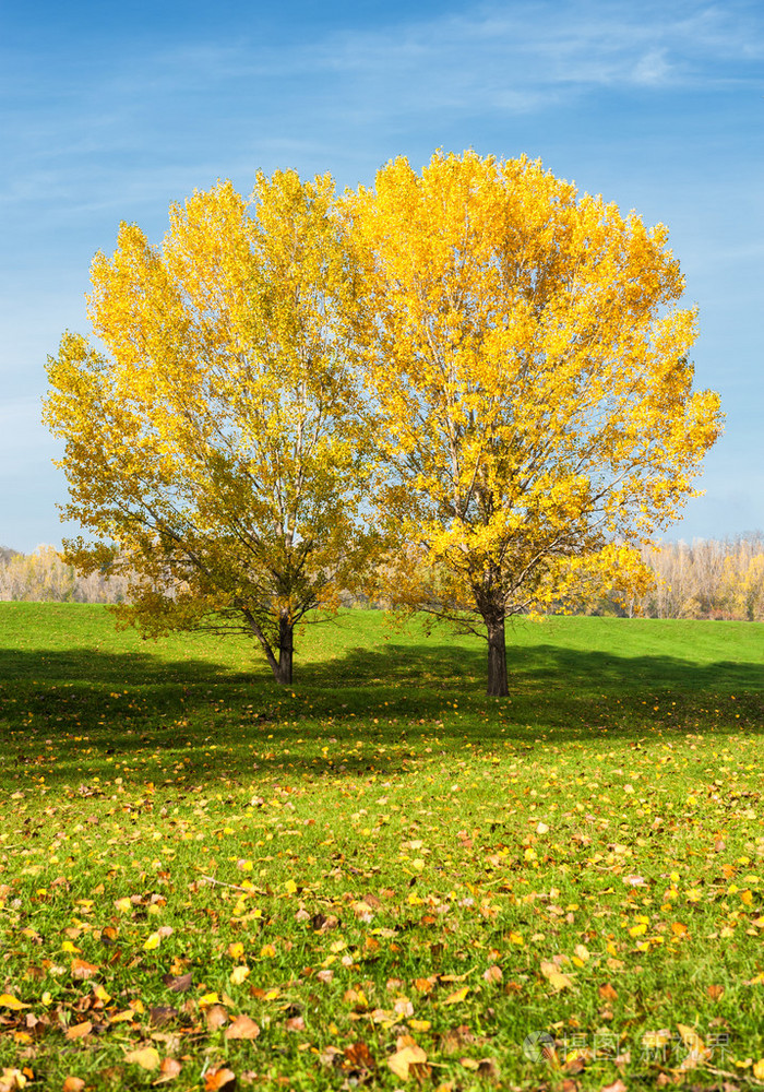 明亮黄色树木在秋天的森林中