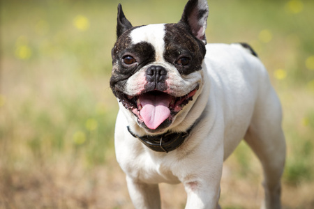 的夏季草地上玩的可爱快乐牛头犬小狗美丽英语牛头犬户外玩斗牛犬的狗